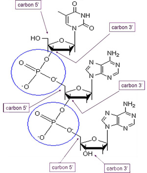 Figure 4: Phosphodiester bonds.  Nucleotides are connected to one another through a phosphate group that is connected to the 5' carbon of one nucleotide and the 3' nucleotide of another.