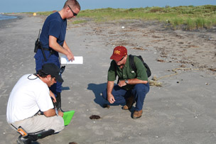 Figura 1: Científicos examinando bolas de alquitrán en la Isla de Timbalier, Louisiana.