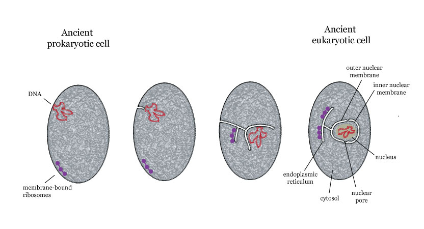Figura 6: Las primeras células eucariotas quizás evolucionaron como resultado de invaginaciones o una doblez en la membrana exterior.