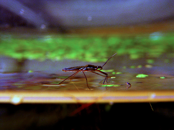 Figure 7: The water strider (Gerris remigis), a common water-walking insect.
