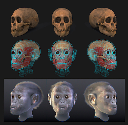 Figure 3: 3D forensic facial reconstruction of the Taung child.