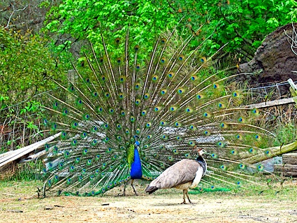 Figure 3: A male peacock attempts to attract a mate by displaying its colorful plume.