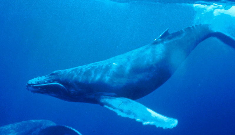 Figure 6: Humpback whale (Megaptera novaeangliae), a species of baleen whale.
