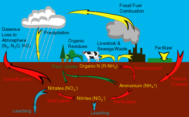 Figure 1: The nitrogen cycle. Yellow arrows indicate human sources of nitrogen to the environment. Red arrows indicate processes in which microorganisms participate in the transformation of nitrogen. Blue arrows indicate physical forces acting on nitrogen. And green arrows indicate natural processes affecting the form and fate of nitrogen that do not involve microbes.