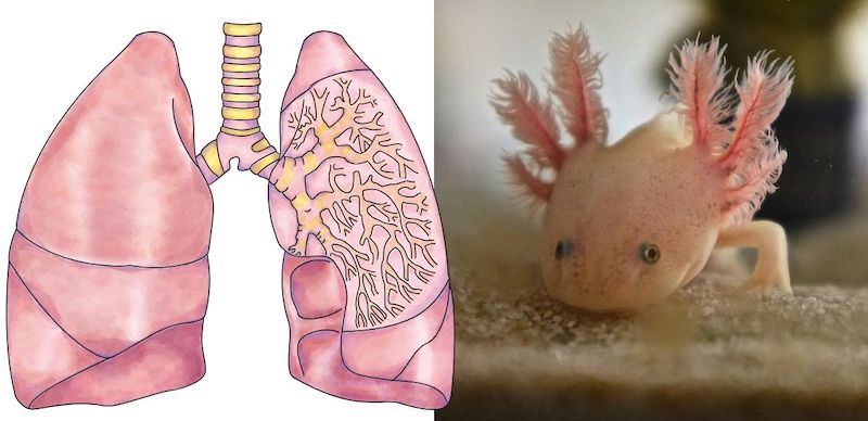 Figure 4: Side-by-side images of an axolotl’s external gills and the branching structure inside a human lung.