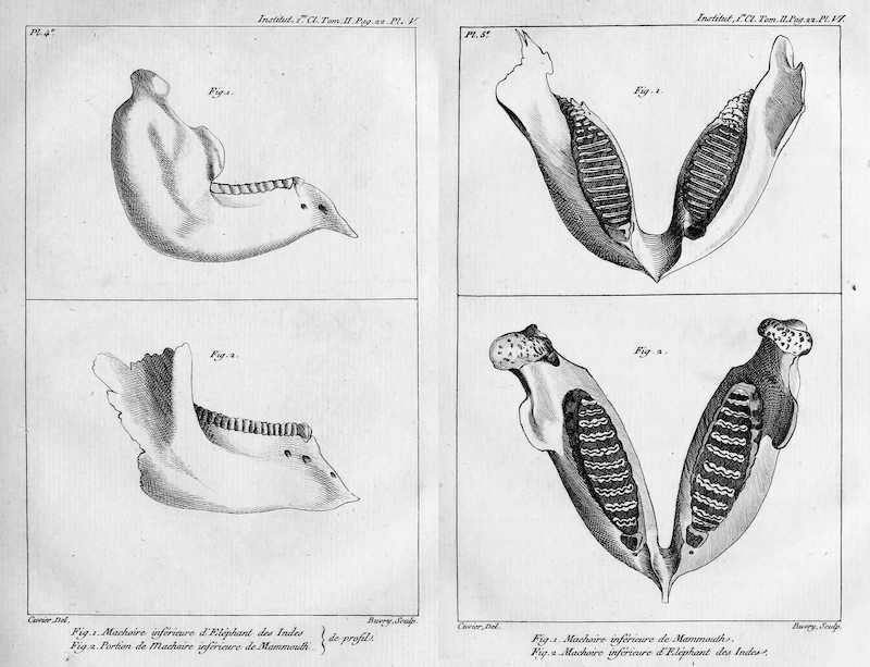 Figure 2: Comparison of Indian elephant and mammoth (fossil) teeth in drawings by George Cuvier.