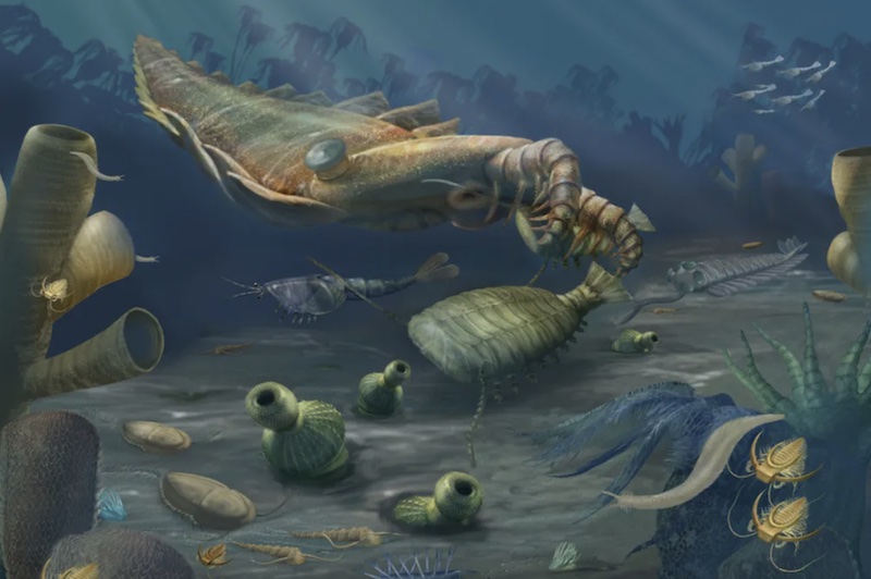 Figure 7: Organisms that lived in the Cambrian, based on the fossil record.