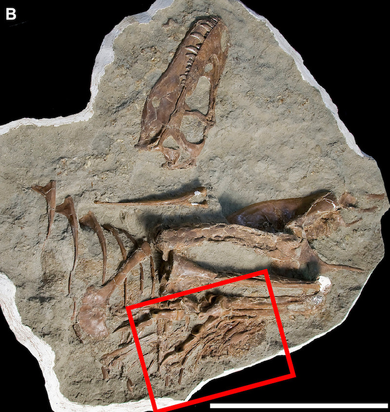 Figure 9: Fossilized remains of the tyrannosaurid dinosaur Gorgosaurus from Alberta, Canada (Citipes prey in red box).