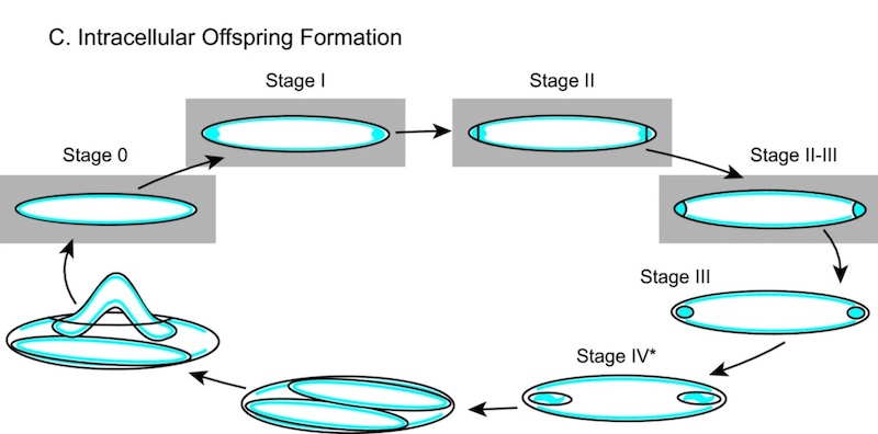 Figure 3b: Life cycle of Epulopiscium bacteria showing offspring forming inside the mother cell.