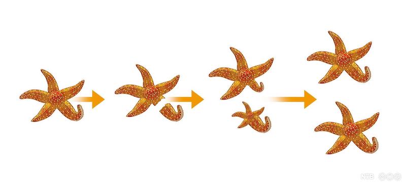 Figure 4: Sea stars reproduce by fragmentation, with a new sea star growing from a single arm.