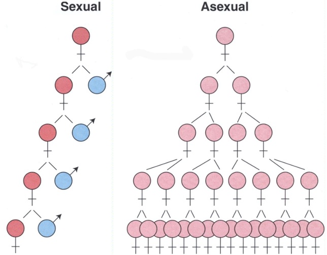 Figure 7: Comparison of outputs from sexual versus asexual reproduction.