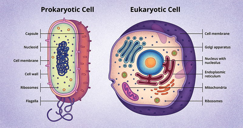 Figure 4: The cells of prokaryotes (left) and eukaryotes (right).