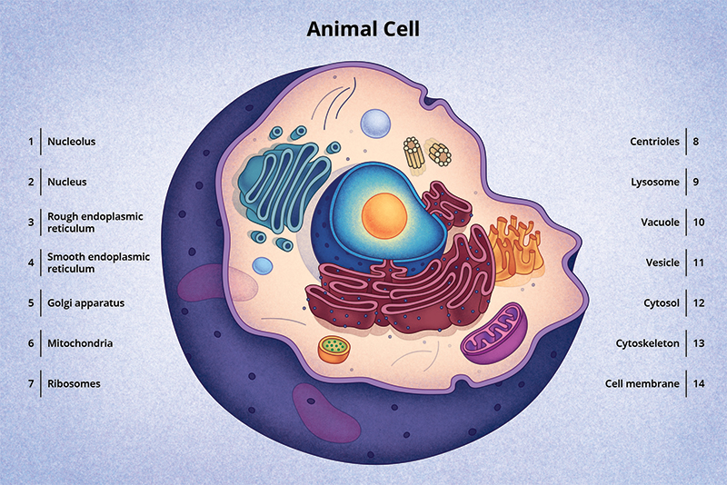 Figure 5: A diagram of a typical animal cell.
