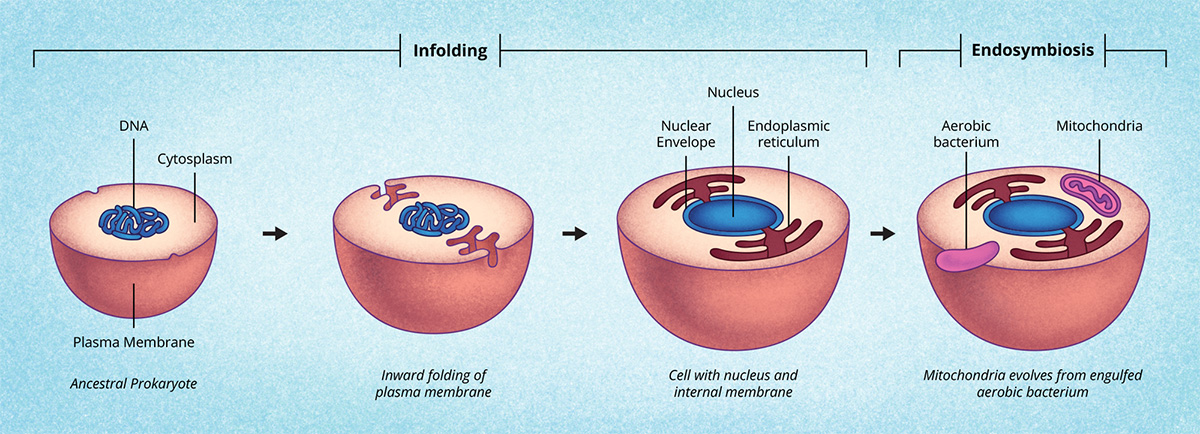 Figure 9: The cell membrane in-folding and creating a nuclear envelope.